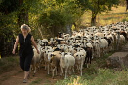 Le projet “Revenons à nos moutons” fait son bilan
