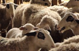 REVENONS A NOS MOUTONS (5)