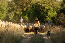 Reconquête des espaces embroussaillés