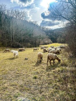 actu2_loup_cll