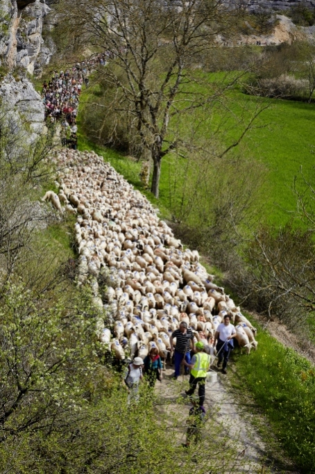 transhumance_lot_valleealzou_nellyblaya_departement-du-lot